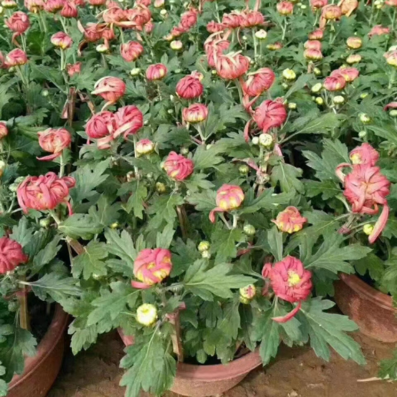 大菊花