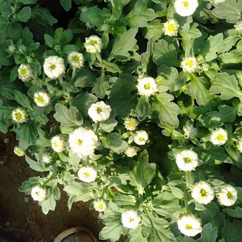 大菊花