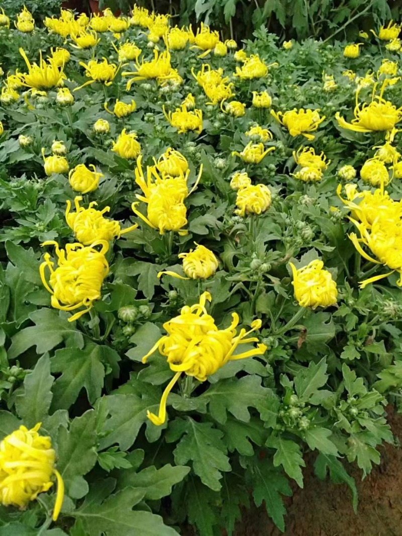 大菊花