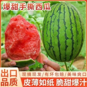 吊篮西瓜/小糖丸/产地直发一条龙服务可视频看货拿货