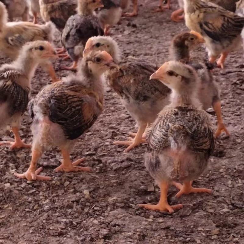 肉鸡苗