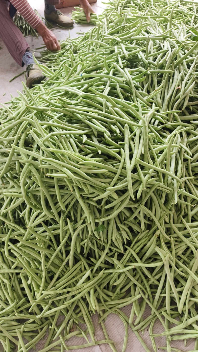 四季豆