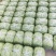 四季豆