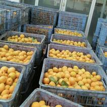 金太阳杏大量上市，后期还有各种桃，有收购的老板