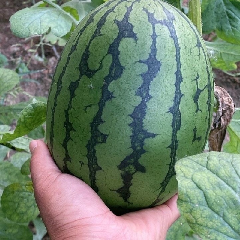 河北保定小糖丸西瓜薄皮手掰瓜全美小吊瓜包装齐全《保质量》