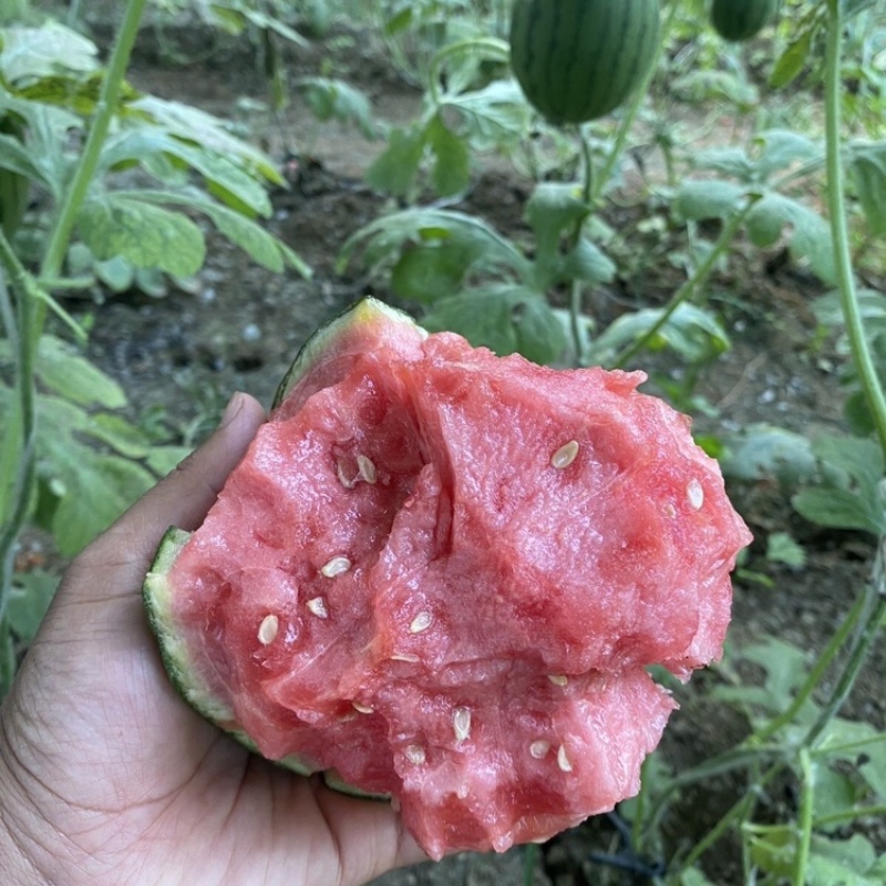 河北保定小糖丸西瓜薄皮手掰瓜全美小吊瓜包装齐全《保质量》