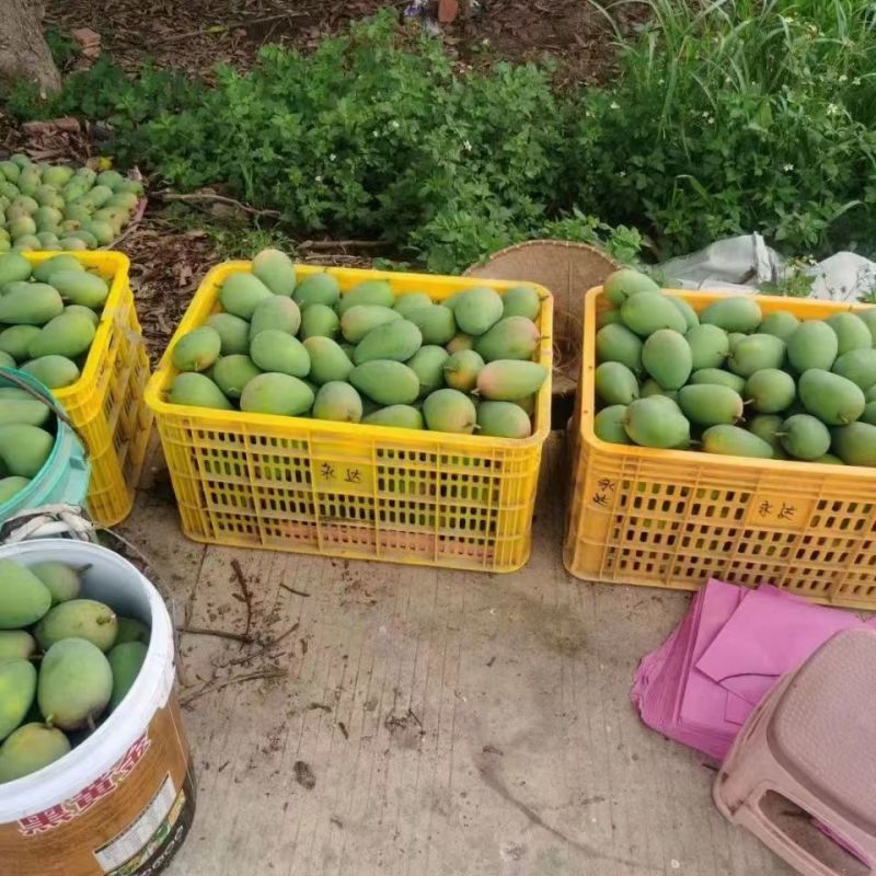 云南保山台农芒，小台芒，产地直供，一手货源，本地代办，