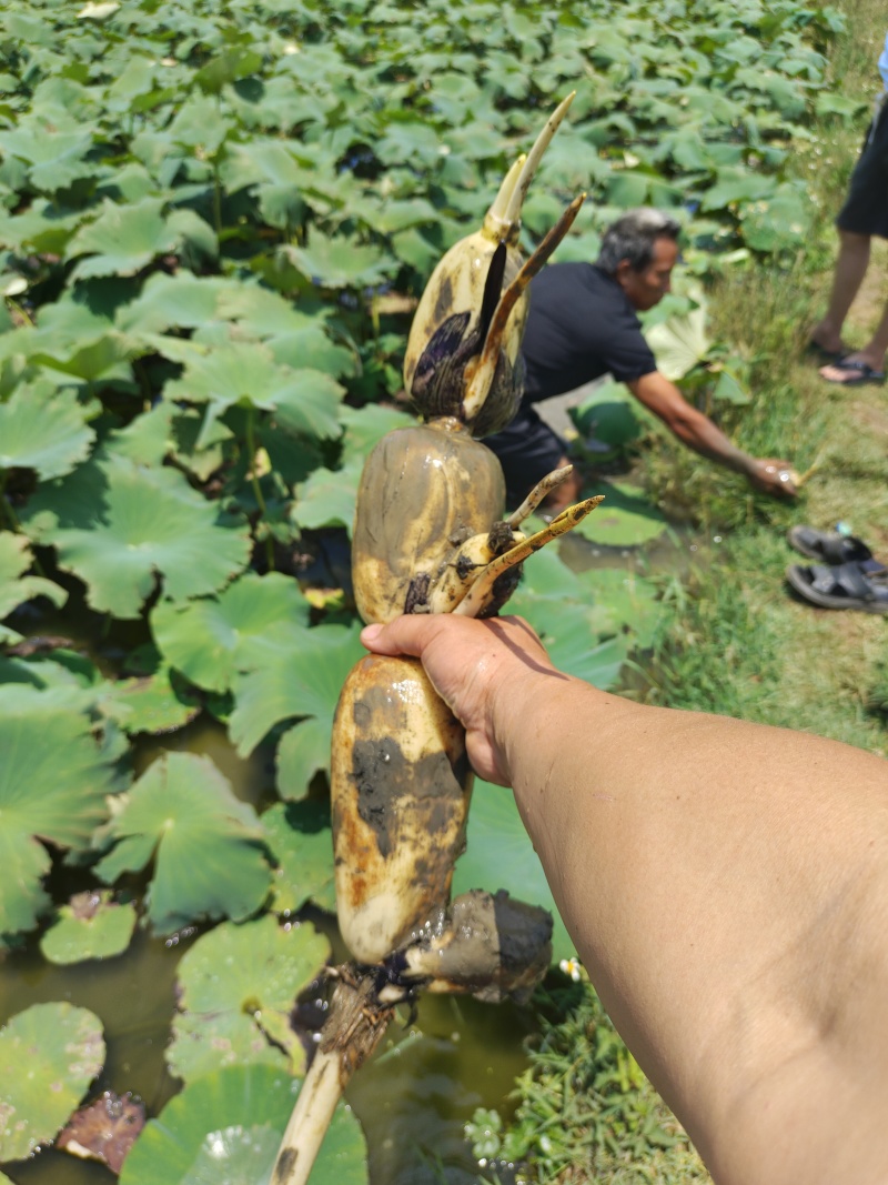 云南莲藕大量上市了，