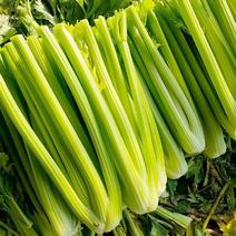 免催芽西芹种子凯撒大帝芹菜种子叶柄亮绿有光泽纤维少高产抗病强