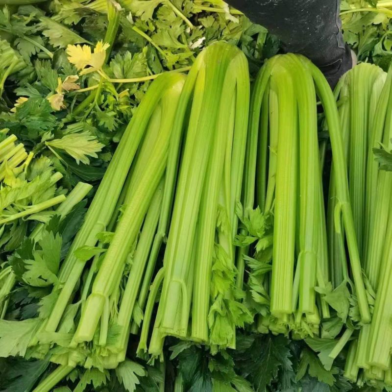 免催芽西芹种子凯撒大帝芹菜种子叶柄亮绿有光泽纤维少高产抗病强