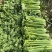免催芽西芹种子凯撒大帝芹菜种子叶柄亮绿有光泽纤维少高产抗病强