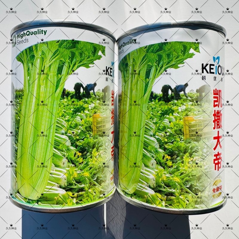 免催芽西芹种子凯撒大帝芹菜种子叶柄亮绿有光泽纤维少高产抗病强