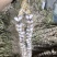 精选山东大蒜紫红皮大蒜新鲜辫子蒜把子蒜紫皮蒜量大价优欢迎电联