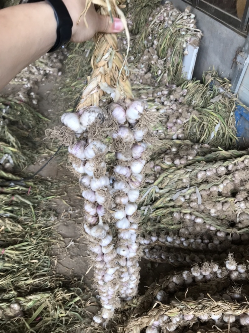 精选山东大蒜紫红皮大蒜新鲜辫子蒜把子蒜紫皮蒜量大价优欢迎电联