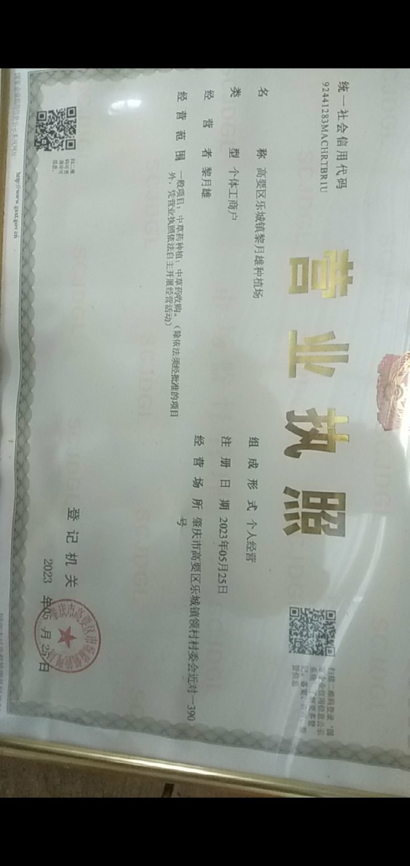 广东高要巴戟天产地发货三级圆条一手货源保质保量