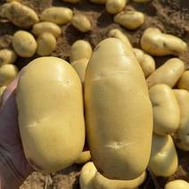 土豆。荷兰十五黄皮黄心土豆，产地直发，支持全国各地发货