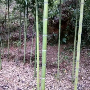 果蔬大棚支架，装饰田园围栏3-5公分竹竿大量，价格美丽可