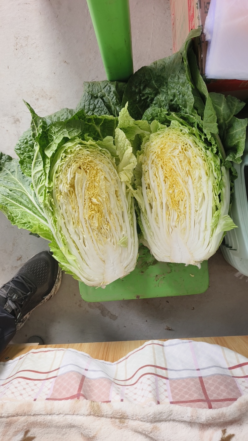 甘肃临洮黄心白菜，手感结实，出菜率高，产地直供，一手货源