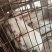 海狸鼠
