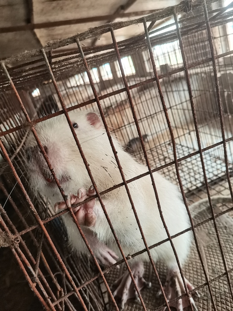 海狸鼠