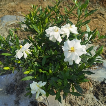 栀子花