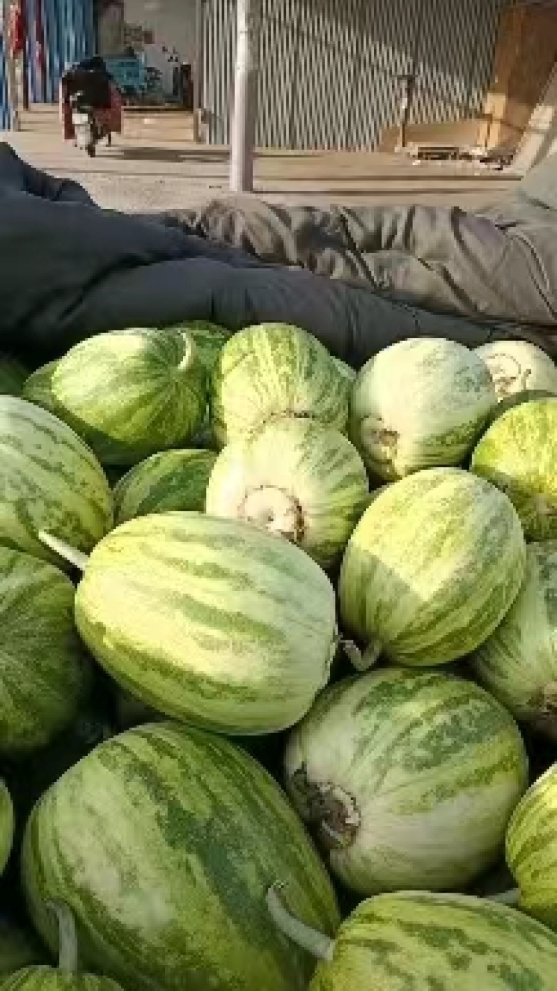 河北花蕾甜瓜花美人大量接单产地直发品质保证欢迎来电