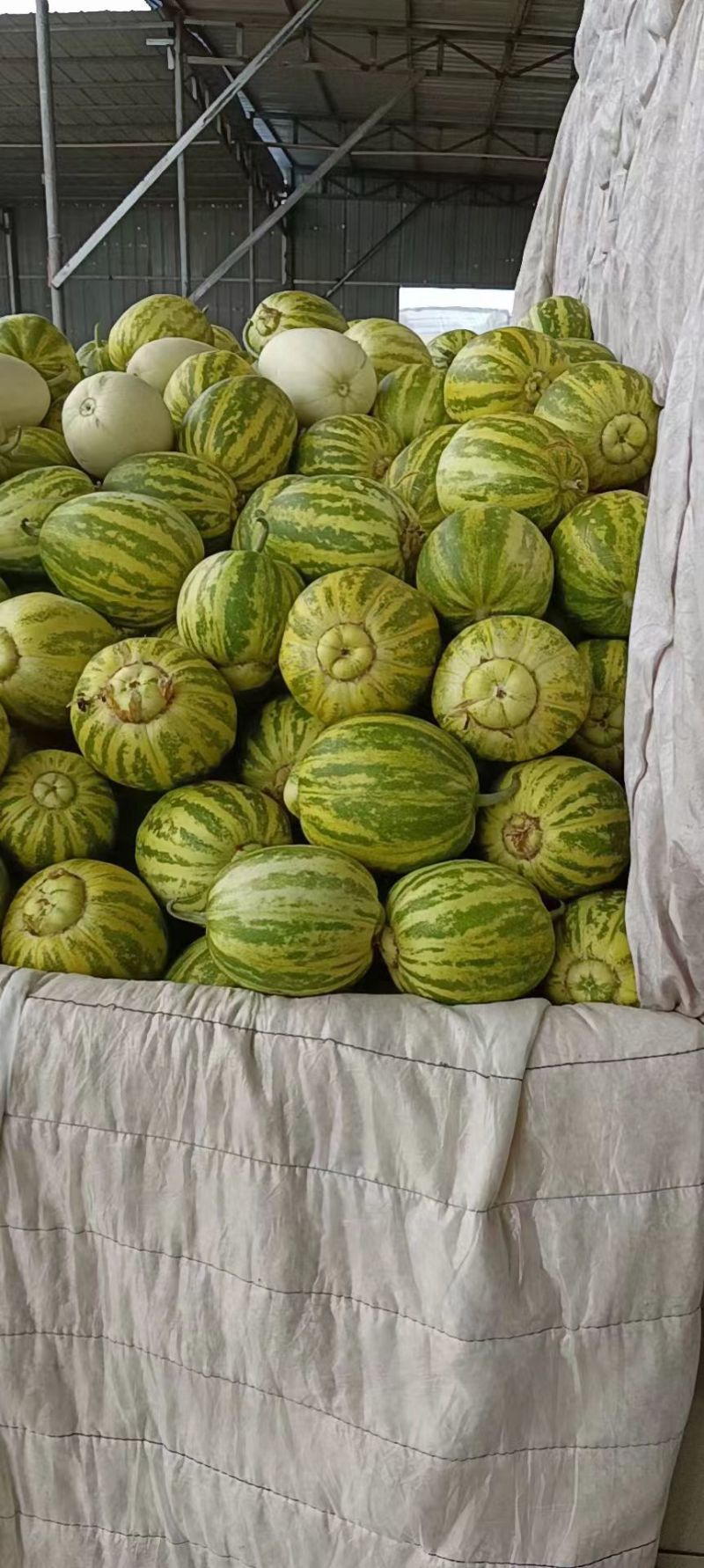 河北花蕾甜瓜花美人大量接单产地直发品质保证欢迎来电