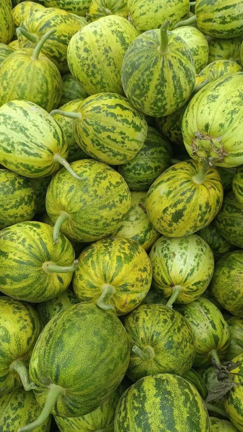 河北花蕾甜瓜花美人大量接单产地直发品质保证欢迎来电