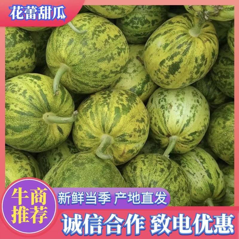 河北花蕾甜瓜花美人大量接单产地直发品质保证欢迎来电