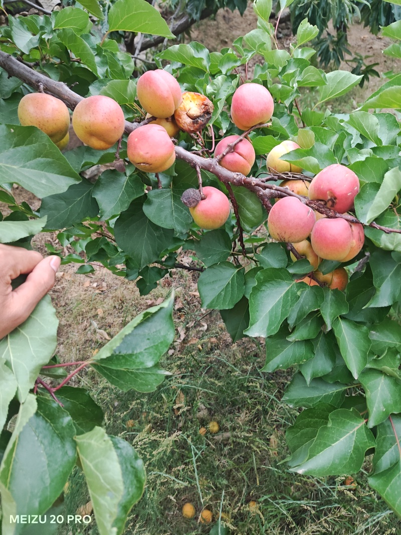 丰园红杏深山老树口号佳