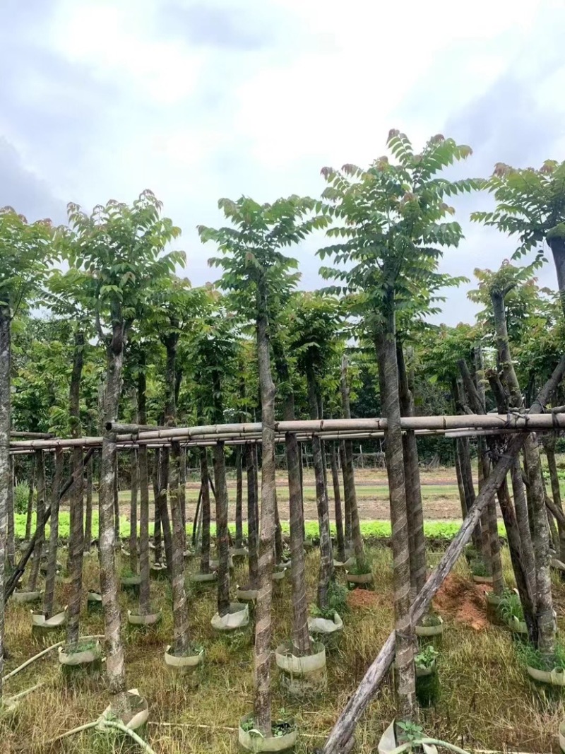 麻楝8～12公分基地直销规格齐全欢迎老板来电咨询合作