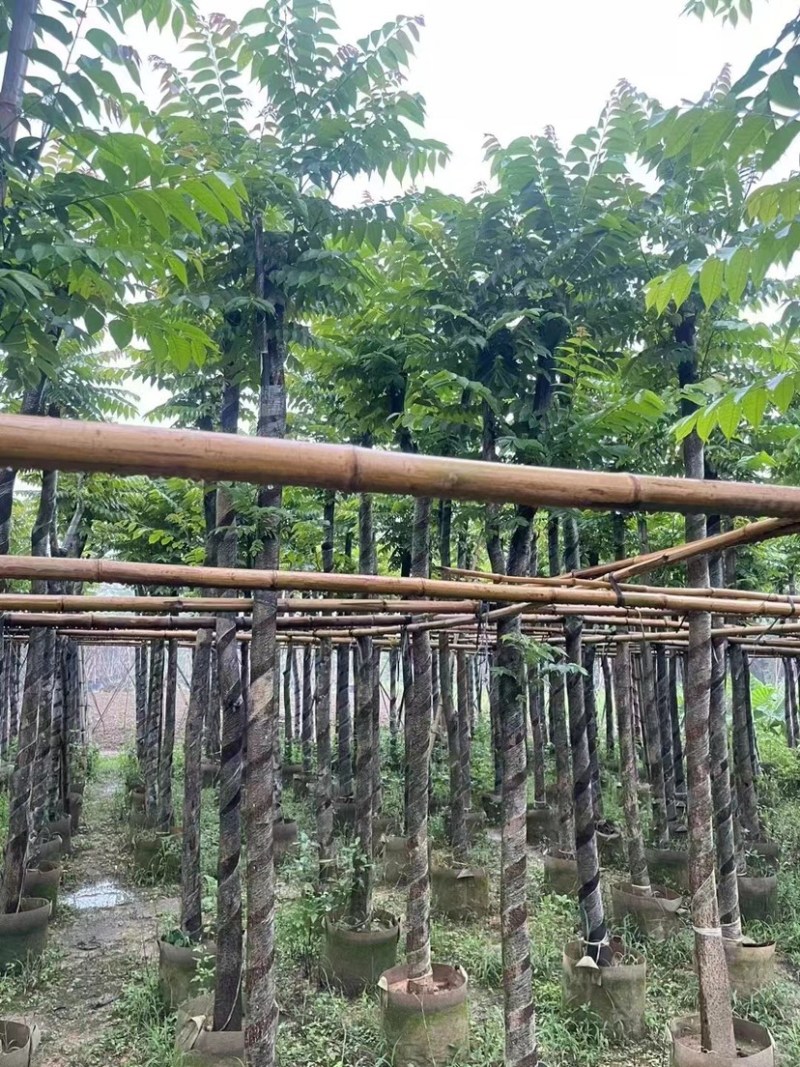 麻楝8～12公分基地直销规格齐全欢迎老板来电咨询合作