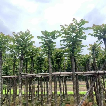 麻楝8～12公分基地直销规格齐全欢迎老板来电咨询合作