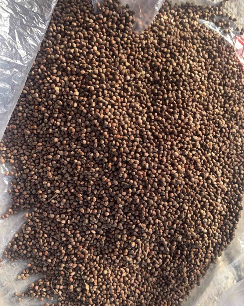 推荐：桦南县咖啡色紫苏籽食品级别符合出口标准