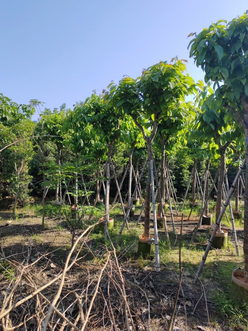 大叶紫薇（开花紫花）10～15公分基地直销规格齐全