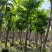 大叶紫薇（开花紫花）10～15公分基地直销规格齐全