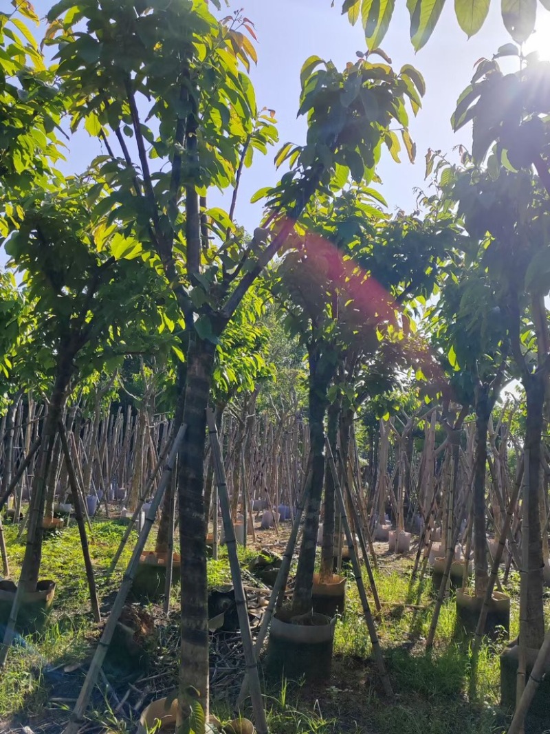 大叶紫薇（开花紫花）10～15公分基地直销规格齐全