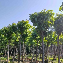大叶紫薇（开花紫花）10～15公分基地直销规格齐全