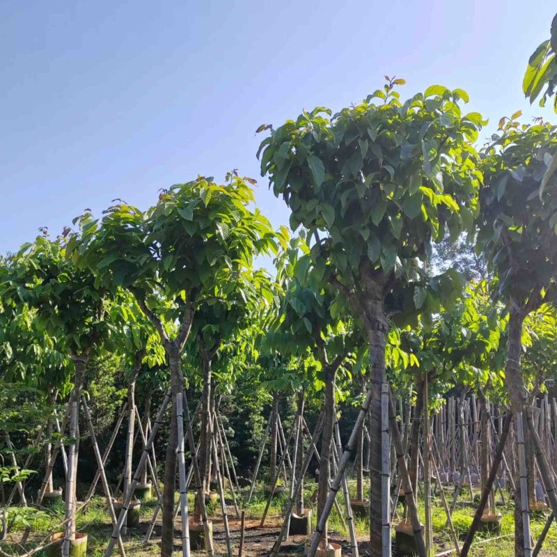 大叶紫薇（开花紫花）10～15公分基地直销规格齐全