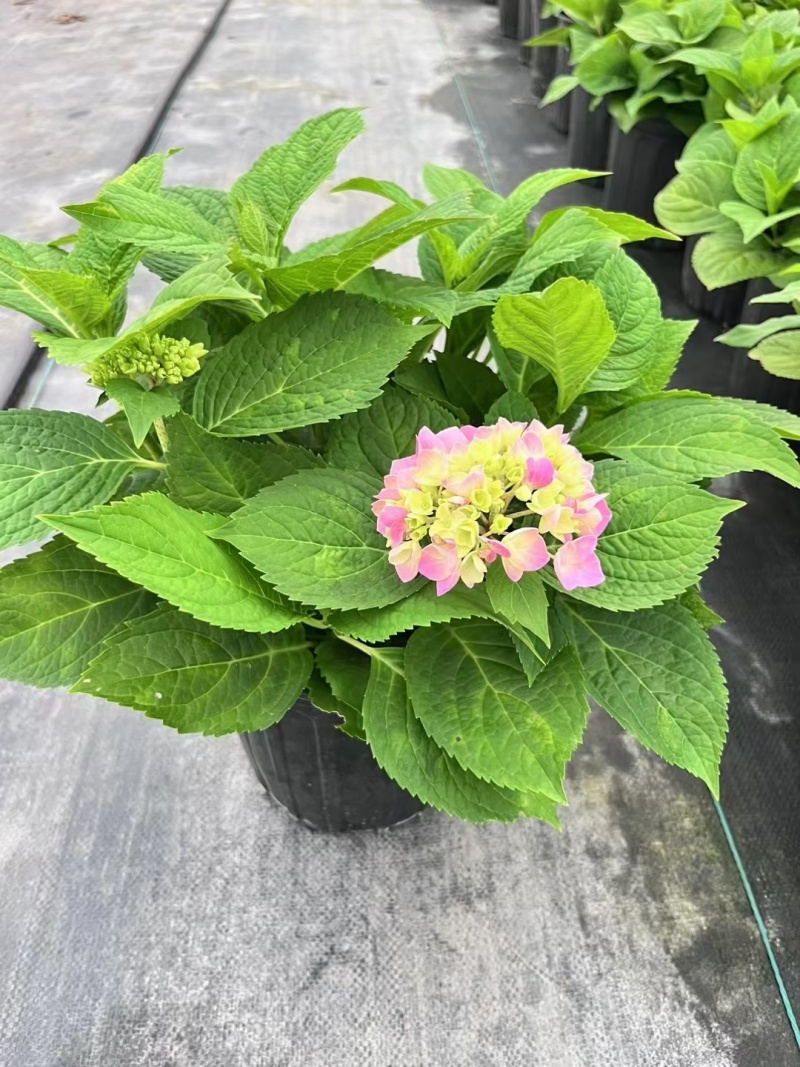 八仙绣球花无尽夏180杯、1加伦、2加伦有量，品质保证。