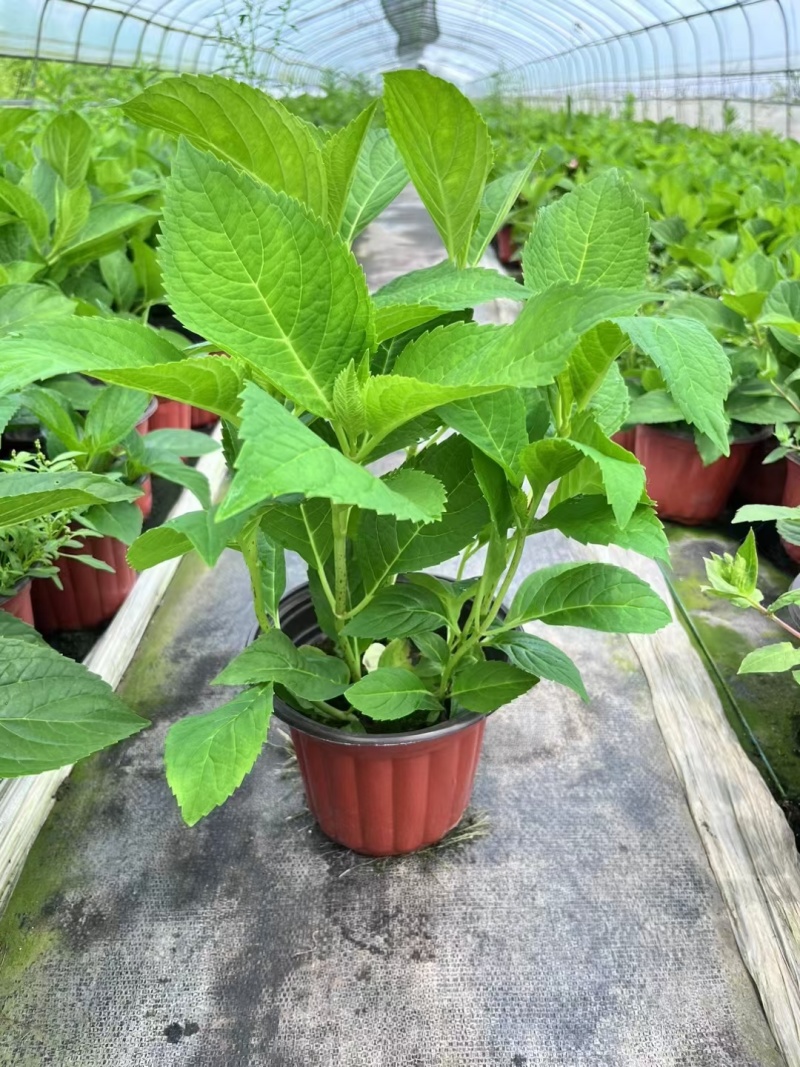 八仙绣球花无尽夏180杯、1加伦、2加伦有量，品质保证。