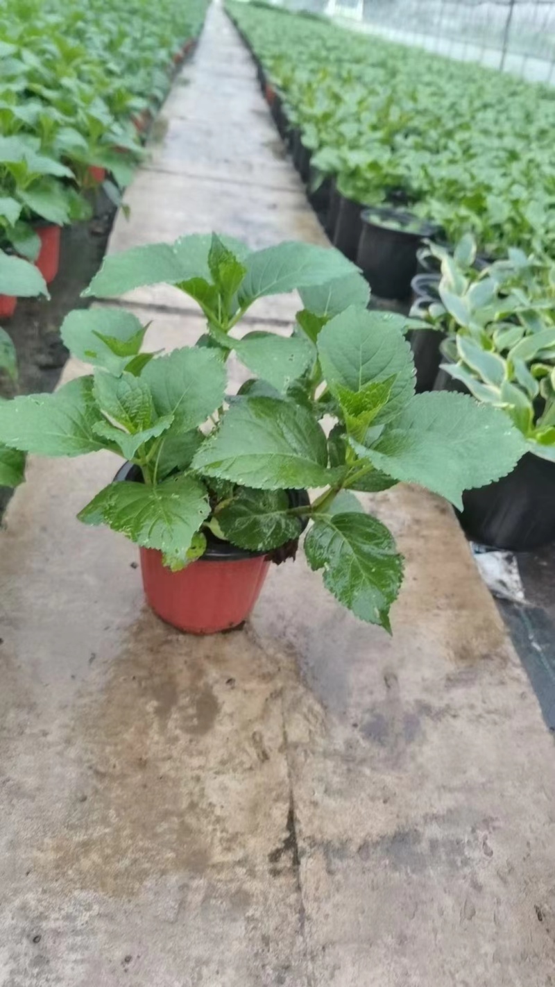 八仙绣球花无尽夏180杯、1加伦、2加伦有量，品质保证。