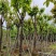 大红紫薇（开花紫花）10～15公分基地直销规格齐全