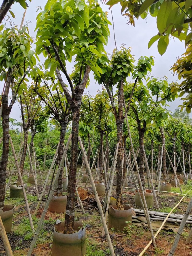 大红紫薇（开花紫花）10～15公分基地直销规格齐全