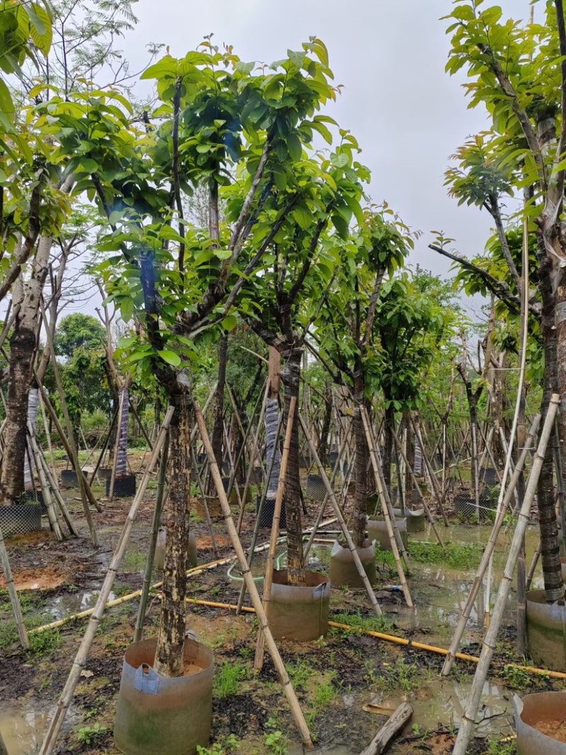 大红紫薇（开花紫花）10～15公分基地直销规格齐全