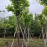 大红紫薇（开花紫花）10～15公分基地直销规格齐全