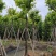 大红紫薇（开花紫花）10～15公分基地直销规格齐全