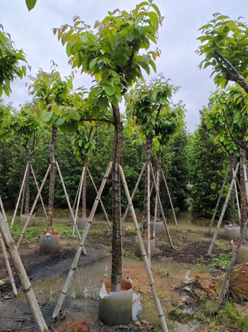 大红紫薇（开花紫花）10～15公分基地直销规格齐全