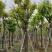 大红紫薇（开花紫花）10～15公分基地直销规格齐全