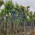 大红紫薇（开花紫花）10～15公分基地直销规格齐全